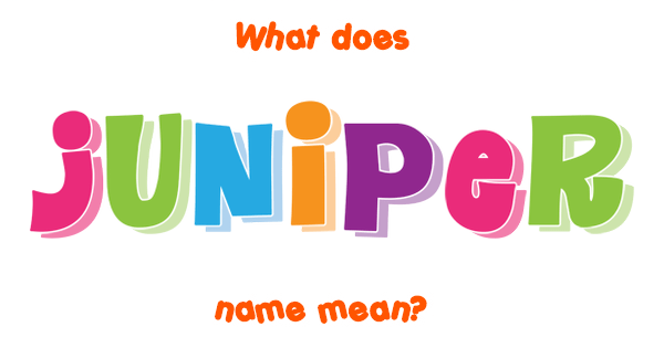 juniper-name-meaning-of-juniper